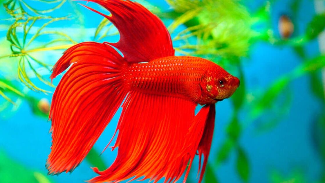 Peixe Betta