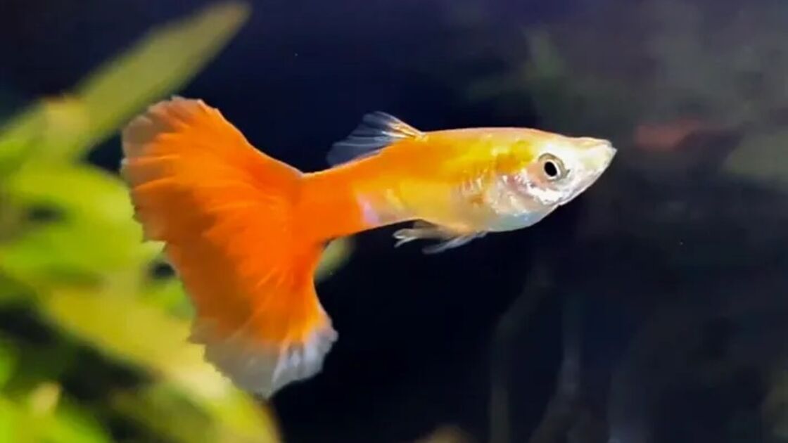 Guppy