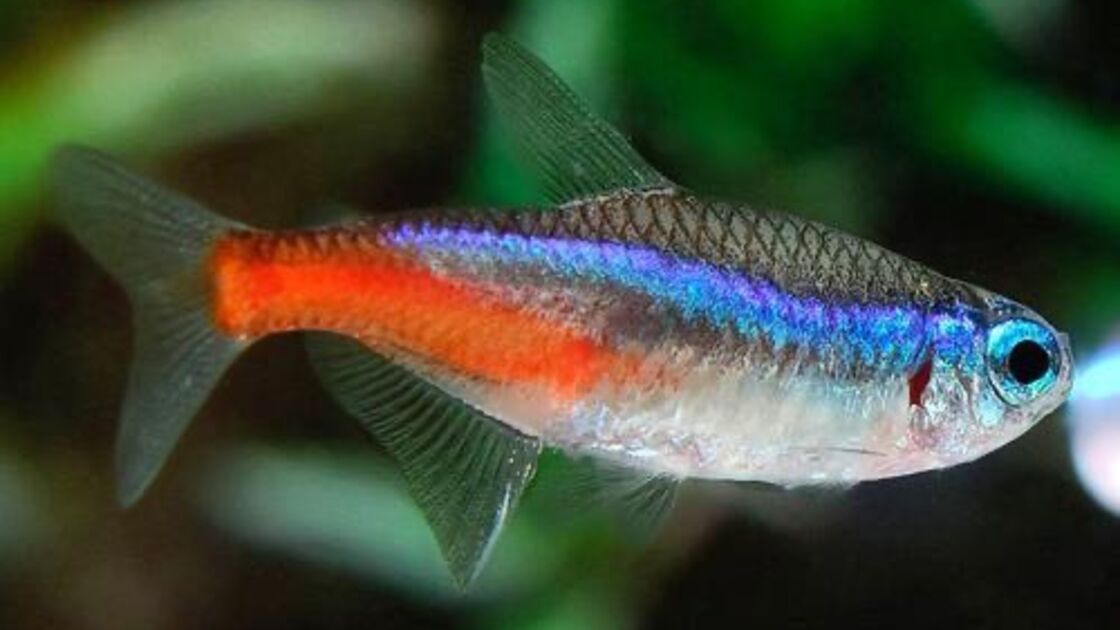 Neon Tetra