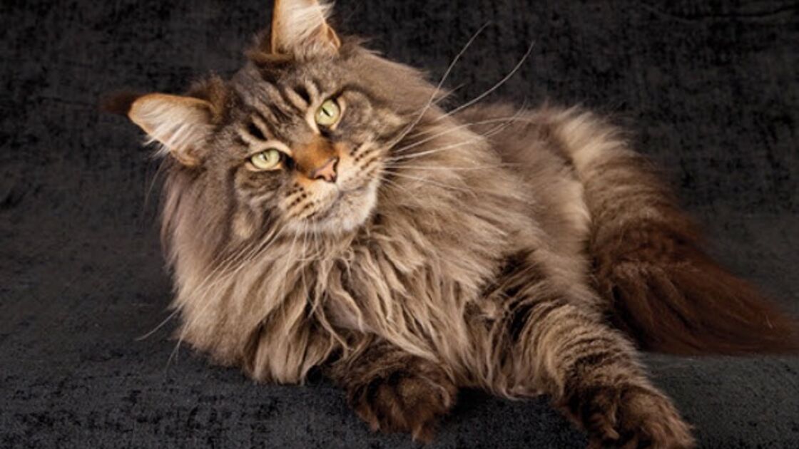 Maine Coon
