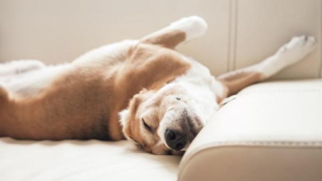 Portanto, da próxima vez que vir o seu patudo a dormir com as patas para o ar, celebre! Está a olhar para um cão confiante, seguro e feliz.