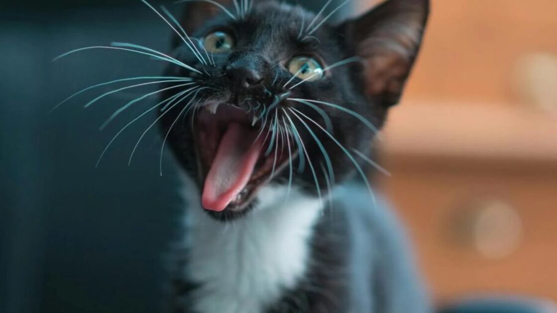 3444