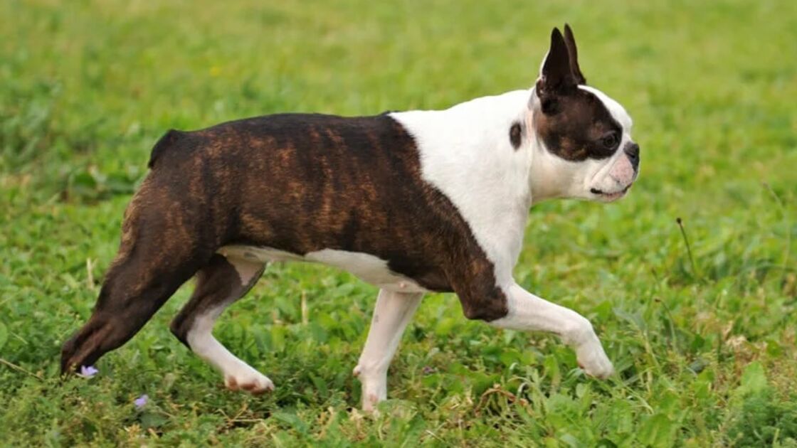 Boston Terrier