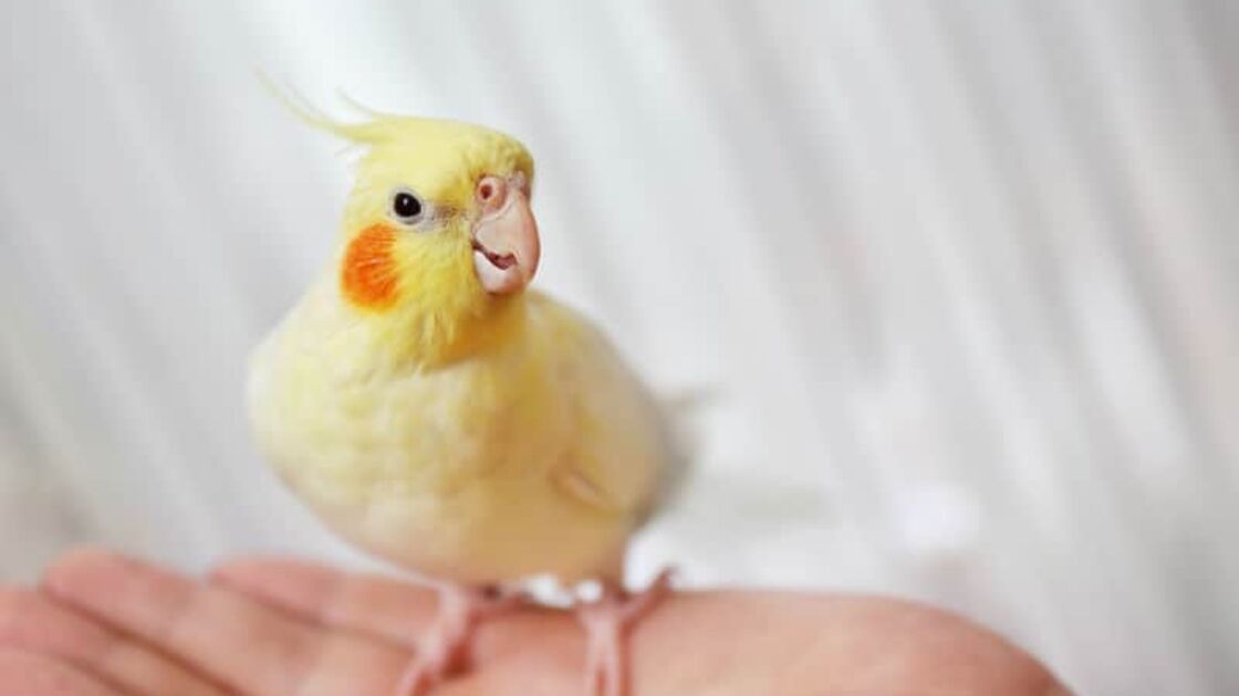 Calopsita
