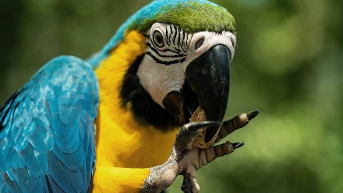 Papagaio