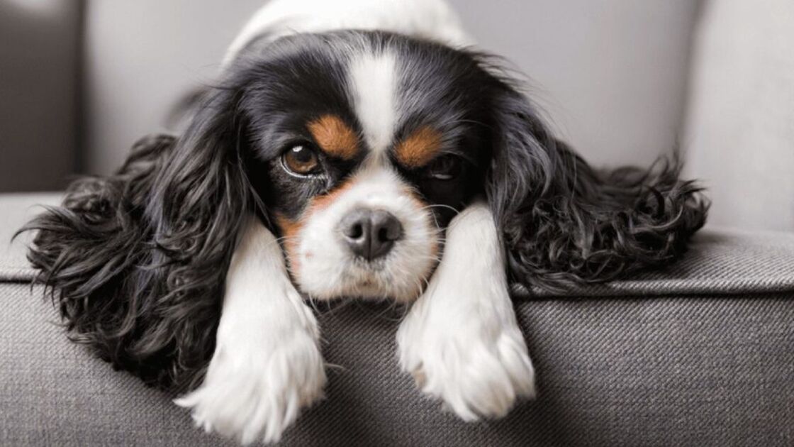Cavalier King Charles Spaniel