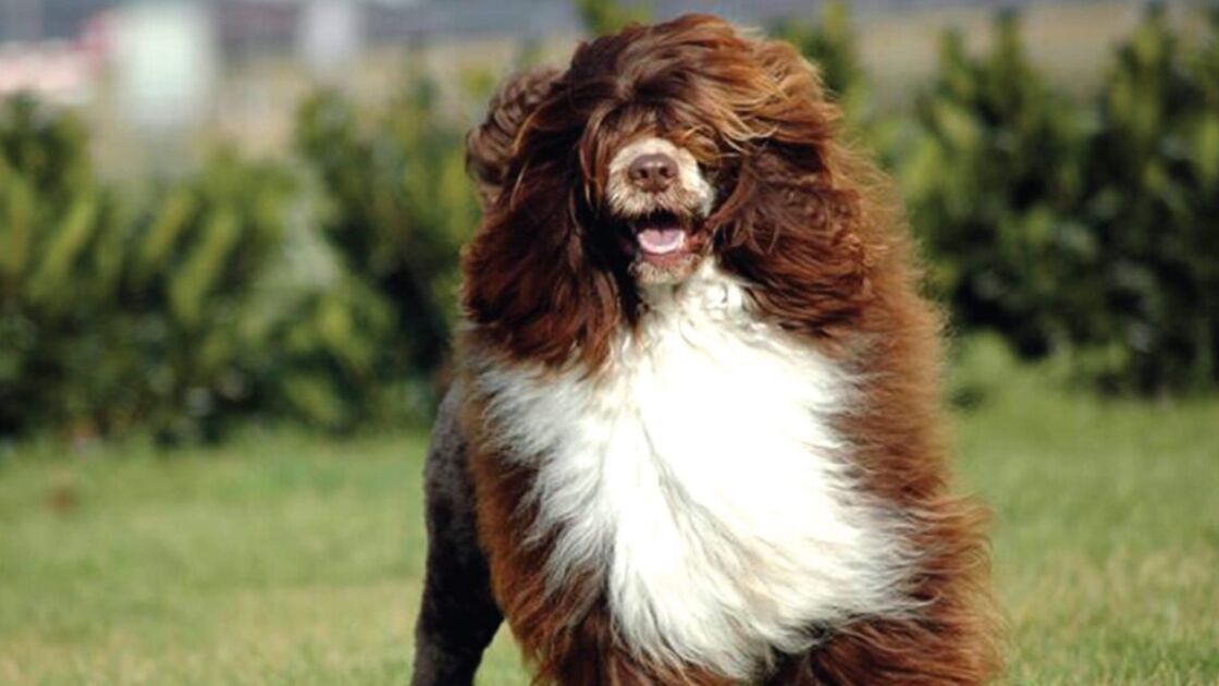 Cão de Água Português