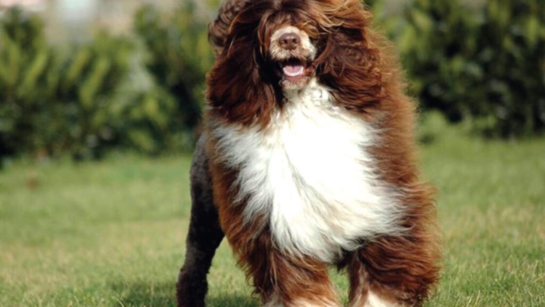 Cão de Água Português