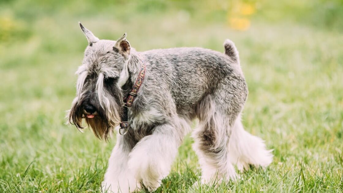 Schnauzer Miniatura