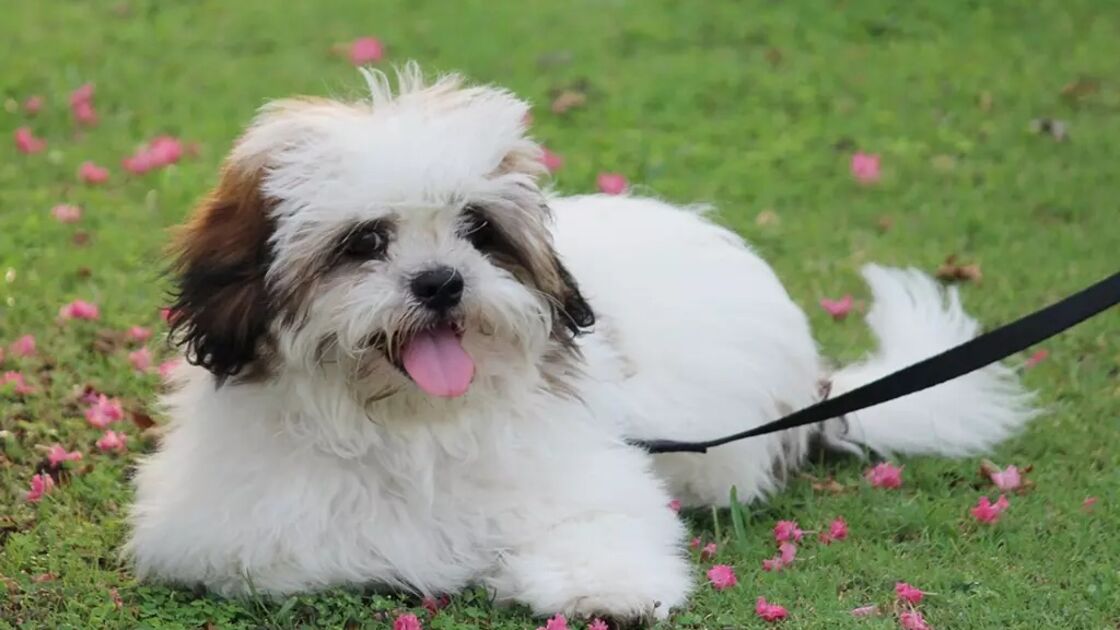 Lhasa Apso