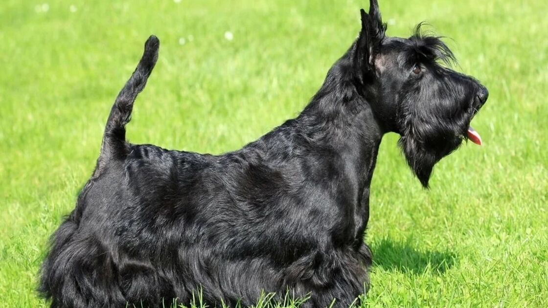 Scottish Terrier