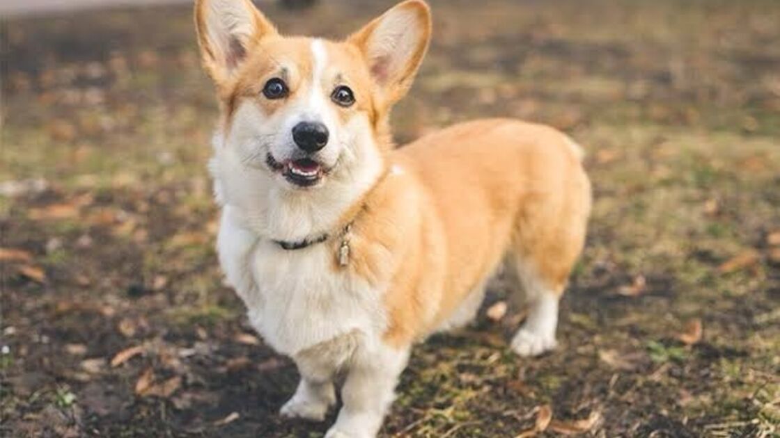 Corgi