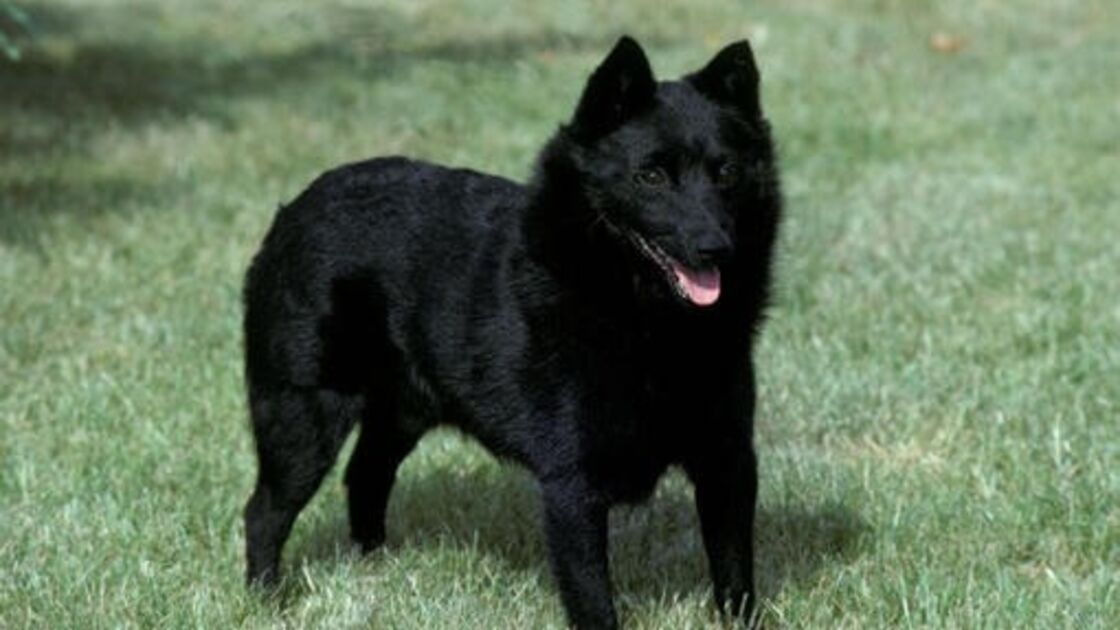 Schipperke