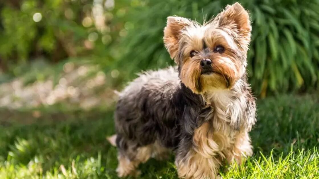 Yorkshire Terrier
