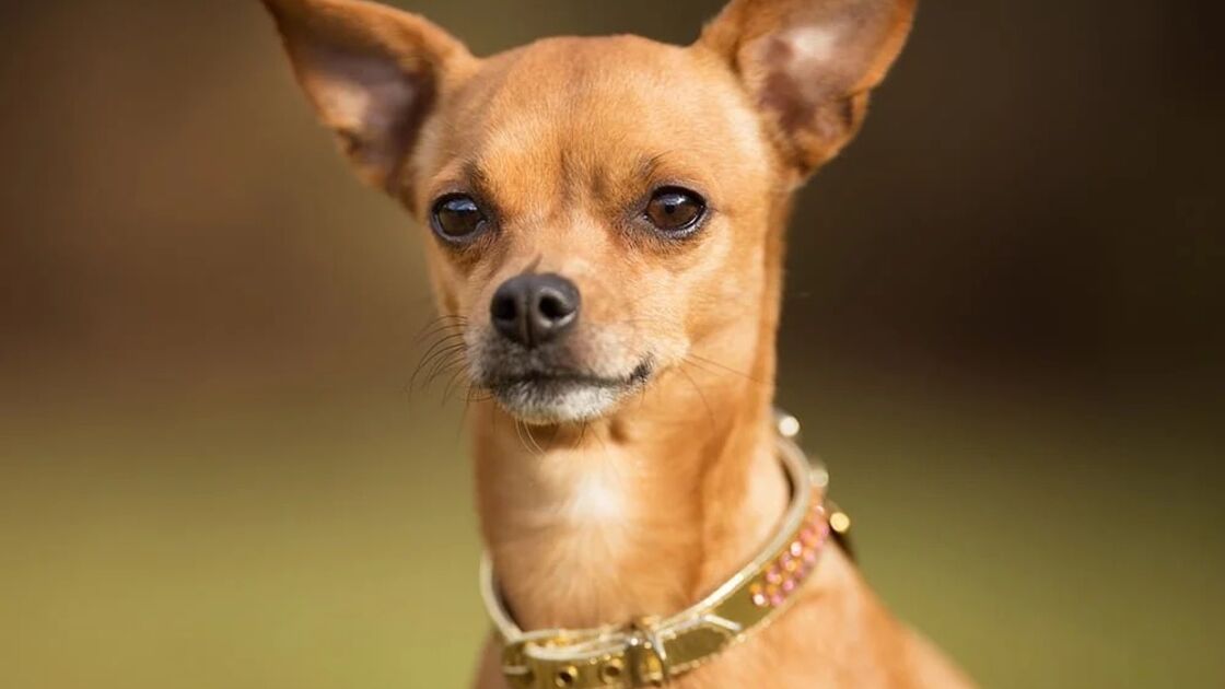 Pinscher