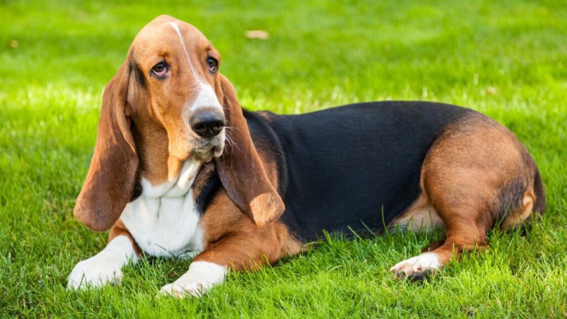 Basset Hound