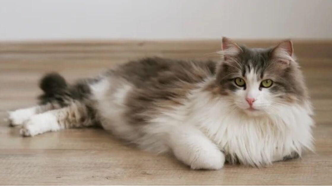 Siberiano