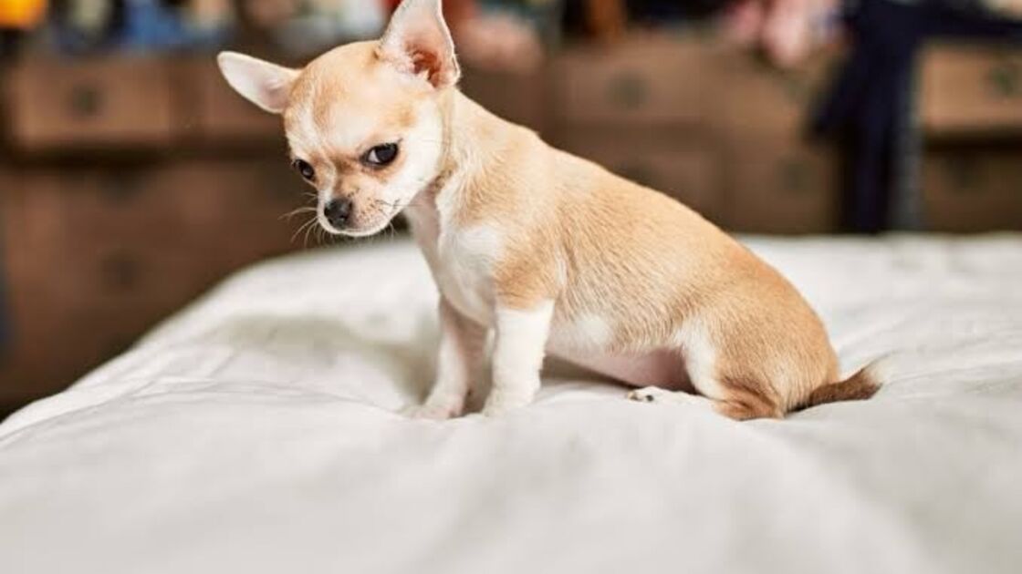 Chihuahua