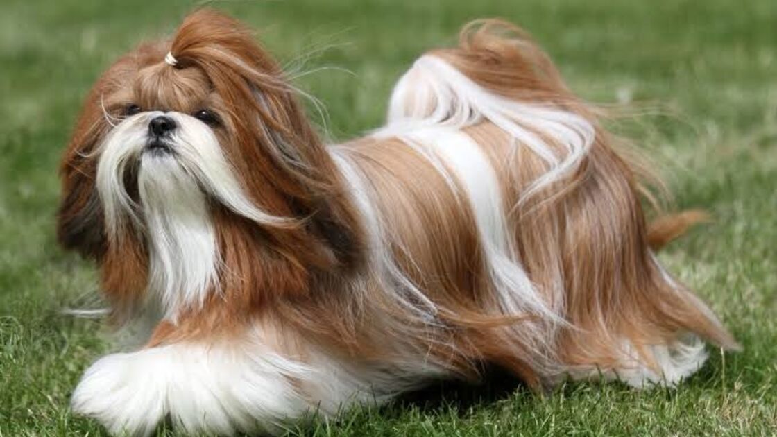 Shih Tzu