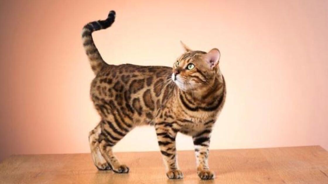 4419
