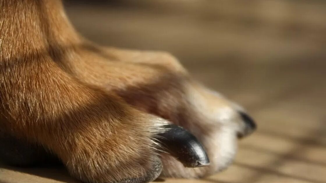 4583