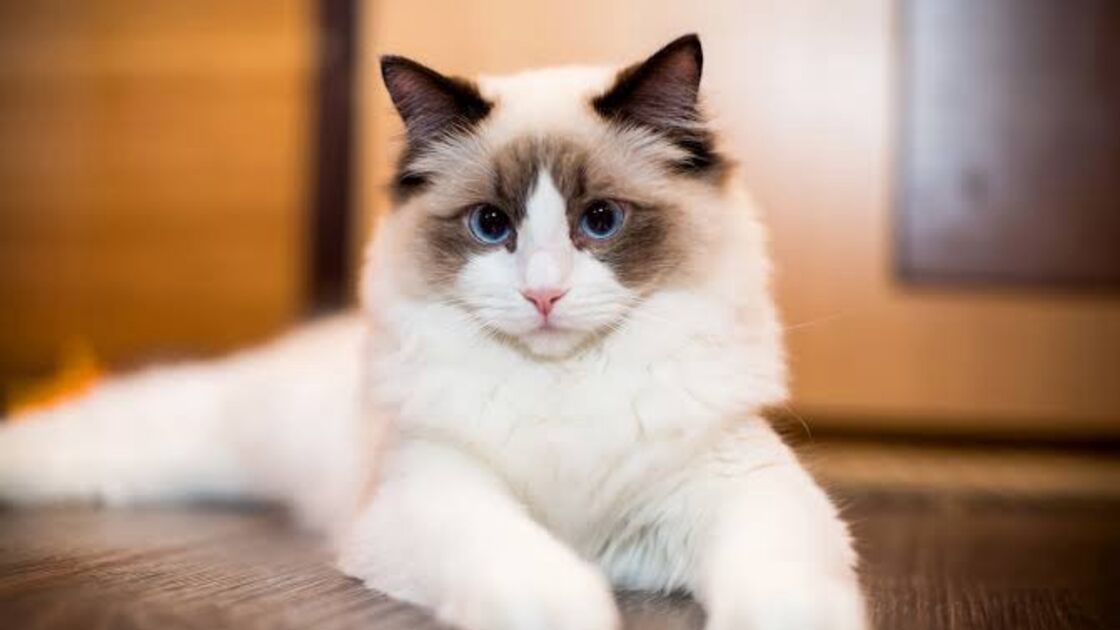 4612
