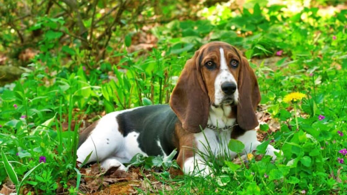 Basset Hound
