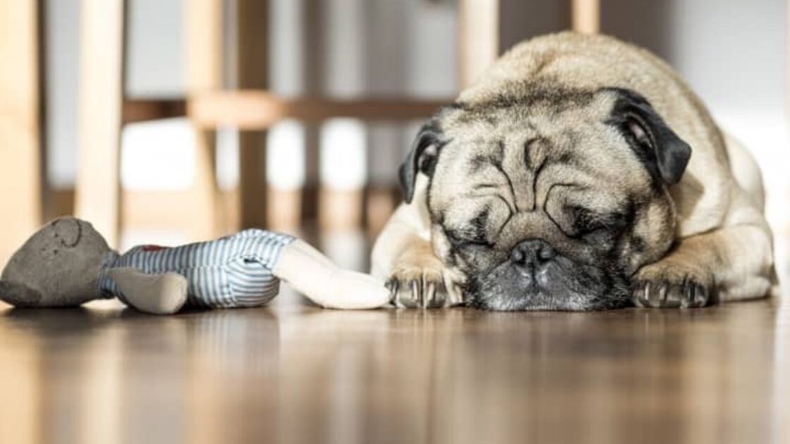 Pug