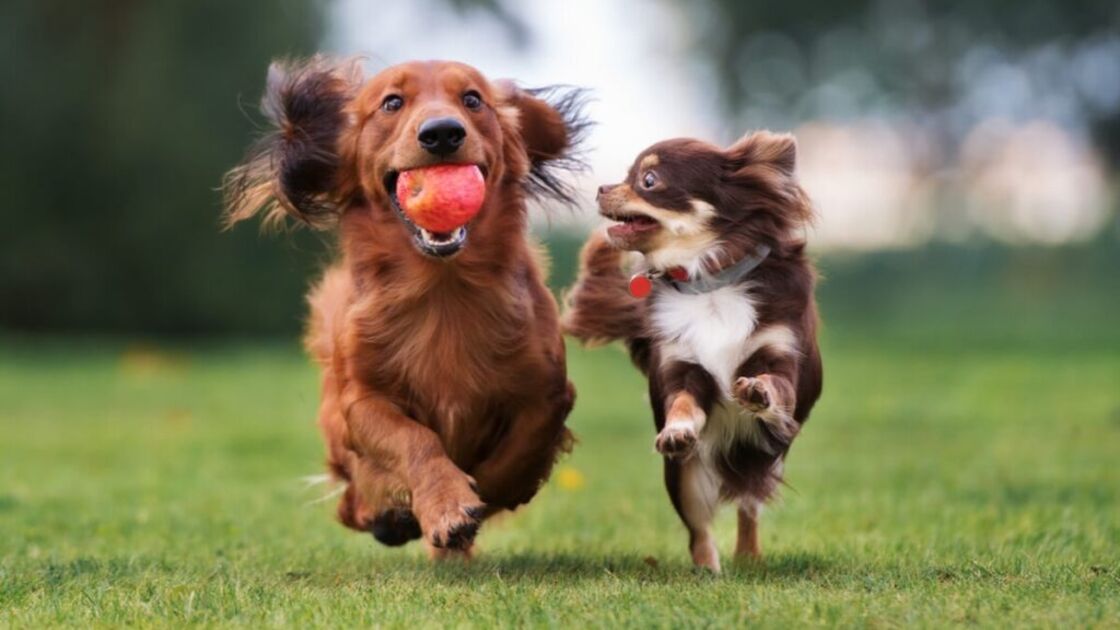 cães a brincar