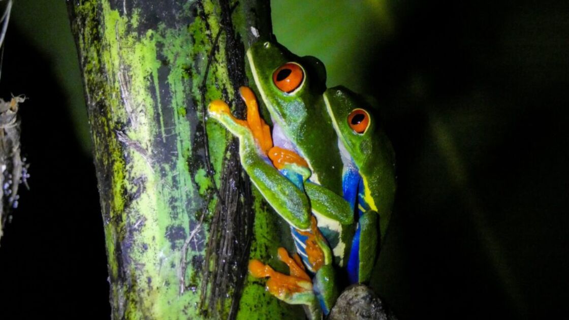 rãs 