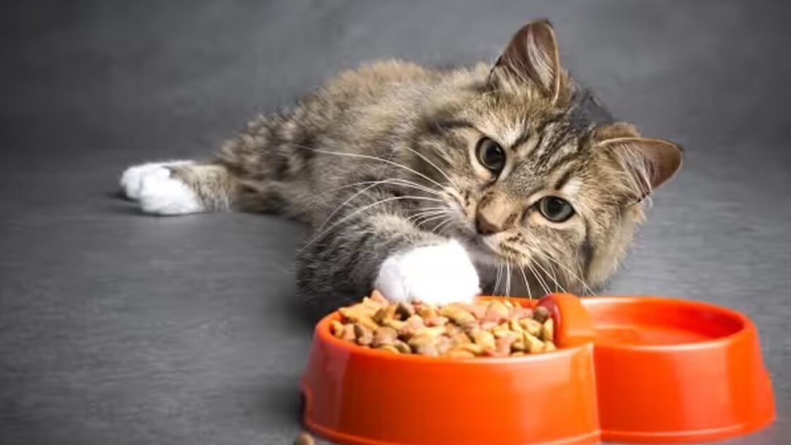 gato e comida.jpg
