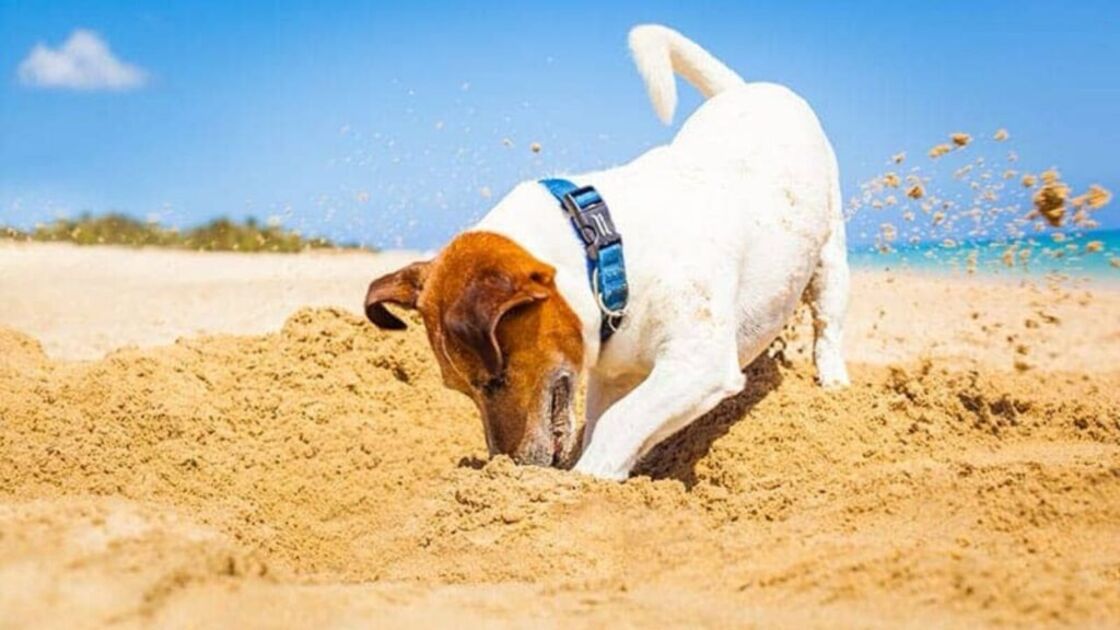 cão na areia.jpg