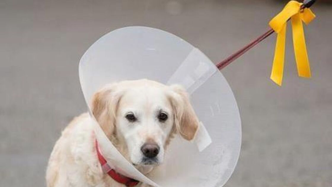 cão com laço amarelo