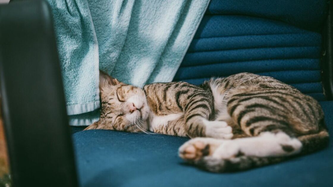 gato a dormir