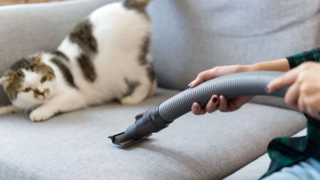 Gato assustado com aspirador: entenda o medo de eletrodomésticos dos animais
