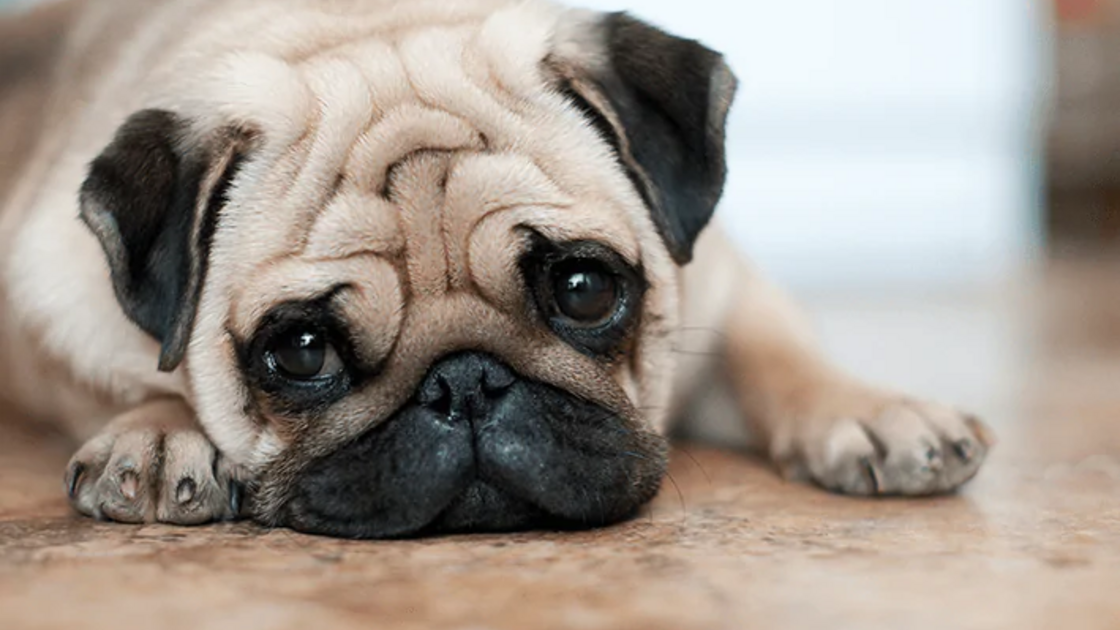 Cão da raça Pug receia aspirador, entenda o motivo
