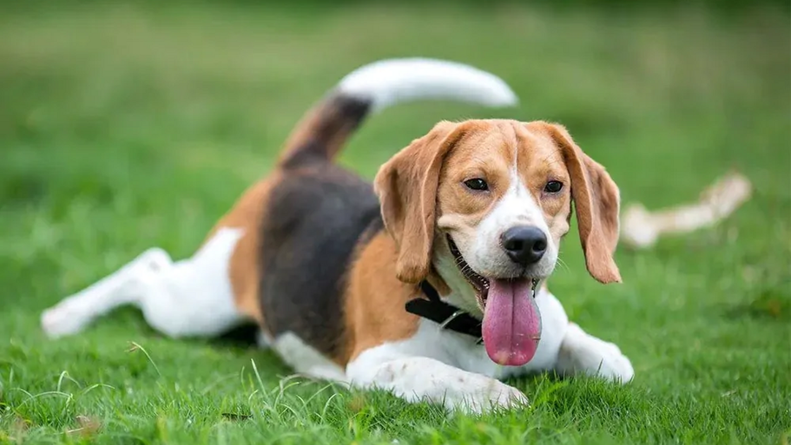 Cão beagle deitado na relva com a língua de fora
