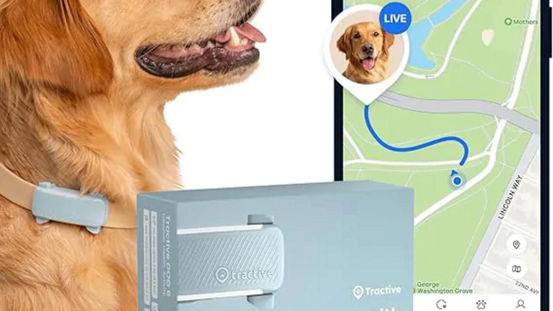 Localizador GPS para cães Tractive: localização, saúde e atividade do seu melhor amigo