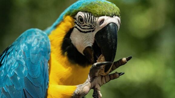 Papagaio