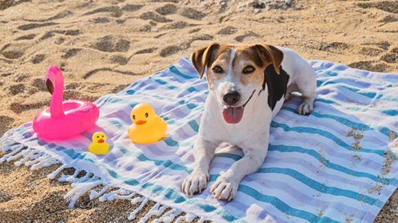 Dog lying and enjoys on blue towel on sand