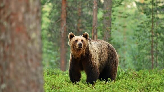 urso-em-paisagem-florestal-1631562919397_v2_4x3
