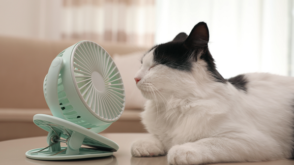 calor_gato