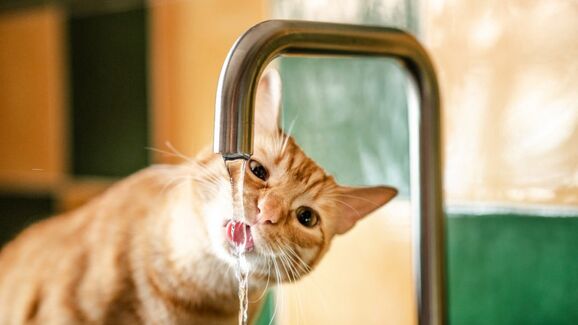 gato