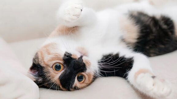 gato deitado