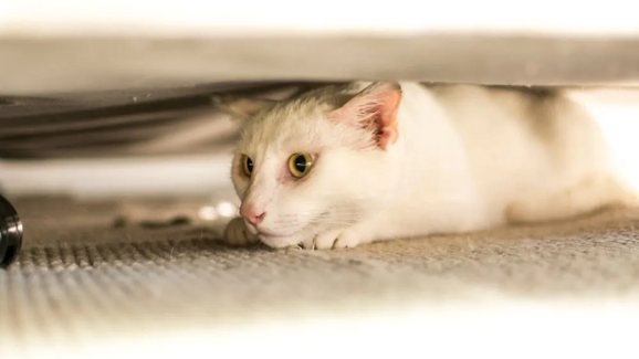 Gatos temem aspiradores devido ao ruído e à ameaça percebida