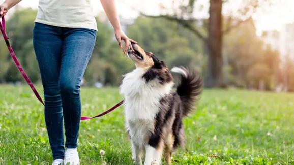Soluções para animais de estimação solitários com dona e cão num parque