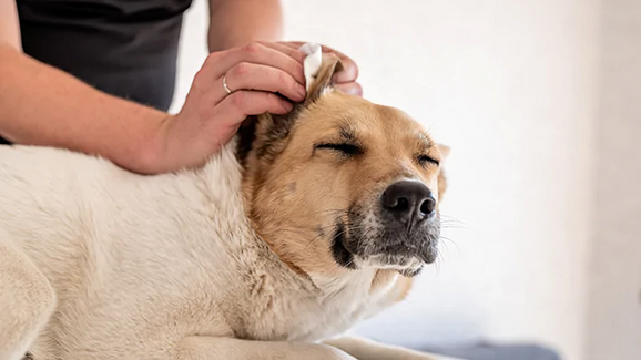 Proteja os ouvidos do seu cão de otites após os mergulhos.
