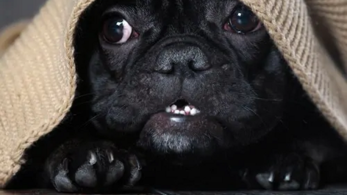 Um pug preto espreita debaixo de um cobertor com ar curioso.
