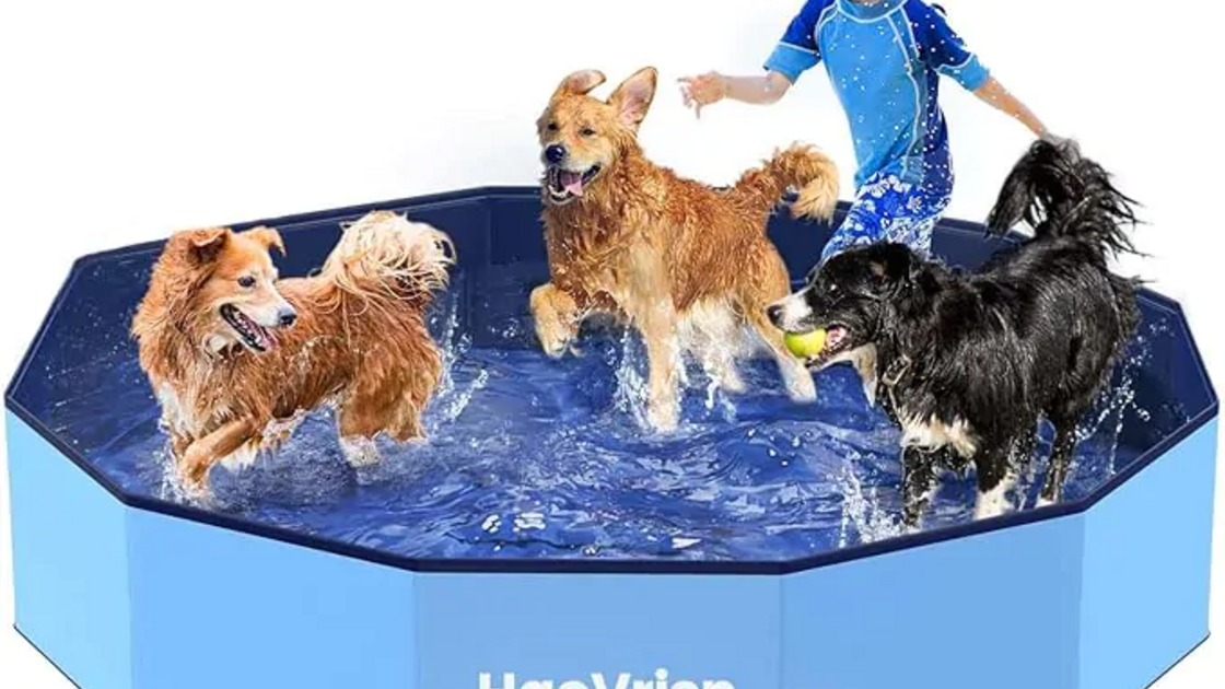 Crianças e cães divertem-se numa piscina da HaoVrisn