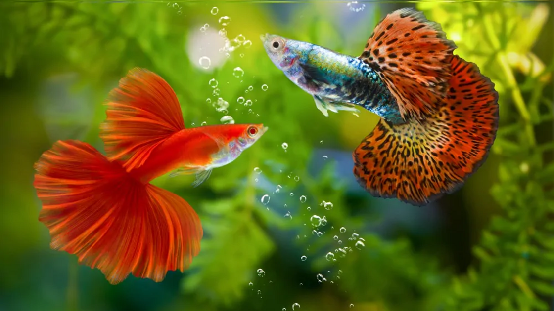 Peixes tropicais precisam de cuidados para vida longa em aquário